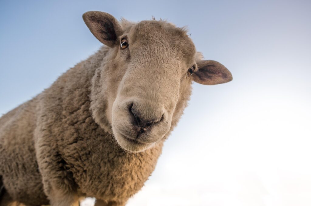 ein Schafe guckt in die Kamera