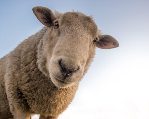ein Schafe guckt in die Kamera